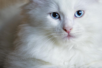 Картинка животные коты киса коте котёнок белый голубые глаза взгляд
