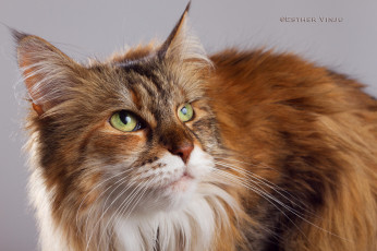 Картинка животные коты киса коте рыжая зелёные глаза ушки усы пушистая фон