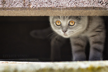 Картинка животные коты кот киса коте серый взгляд
