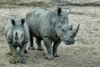 обоя животные, носороги, детеныш, носорог, двурогий