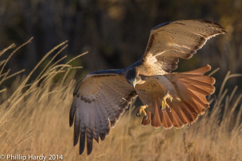 Картинка животные птицы+-+хищники клюв крылья природа трава парит птица