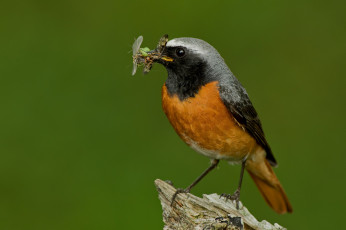 Картинка животные птицы птица добыча насекомые еда