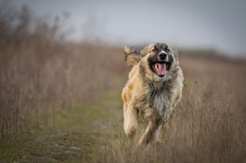 Картинка животные собаки бег поле собака