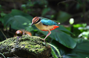 Картинка животные разные+вместе природа растения камень улитка птица