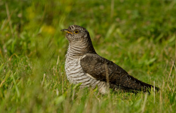 Картинка животные птицы птица полосатая трава