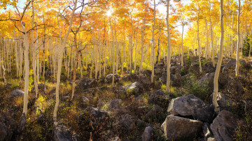 Картинка природа лес склон осень осина деревья камни