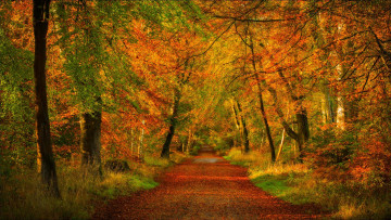 обоя природа, дороги, парк, лес, forest, nature, trees, road, дорога, park, colors, деревья, осень, листья, walk, colorful, leaves, fall, autumn, path