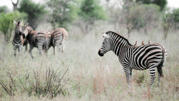Картинка животные зебры птицы эффект природа