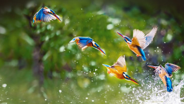 Картинка животные зимородки стая полет крылья брызги вода птицы