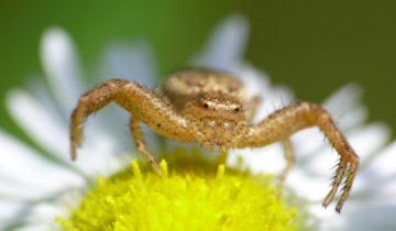 Картинка животные пауки зелёный фон макро насекомое паук цветок утро