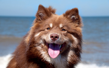 Картинка животные собаки взгляд морда язык