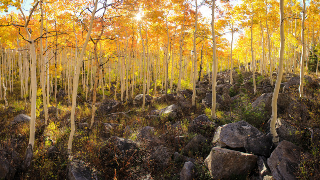 Обои картинки фото природа, лес, склон, осень, осина, деревья, камни