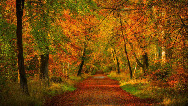 Обои картинки фото природа, дороги, парк, лес, forest, nature, trees, road, дорога, park, colors, деревья, осень, листья, walk, colorful, leaves, fall, autumn, path