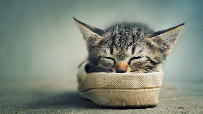 Обои картинки фото животные, коты, котенок, обувь, спит, мордочка