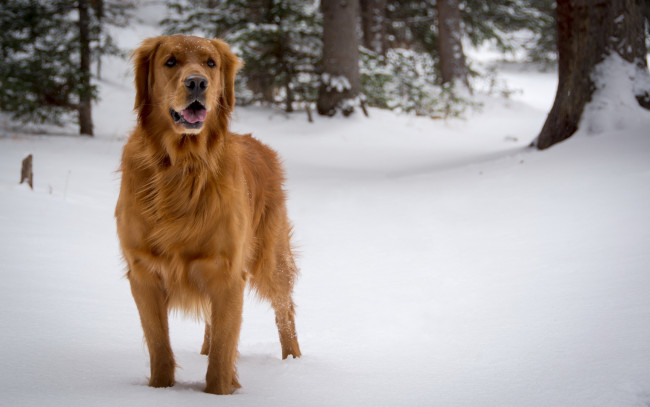 Обои картинки фото животные, собаки, собака, снег, взгляд, рыжая, лес