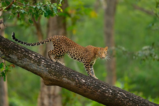 Обои картинки фото животные, леопарды, дерево, взгляд, дикая, природа, леопард