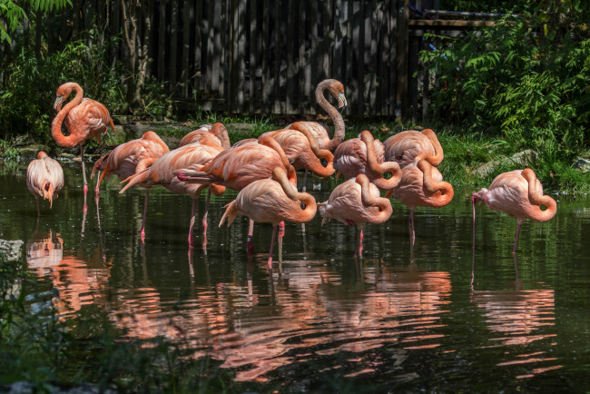 Обои картинки фото животные, фламинго, озеро