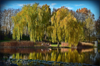 Картинка природа парк озеро дерево ива