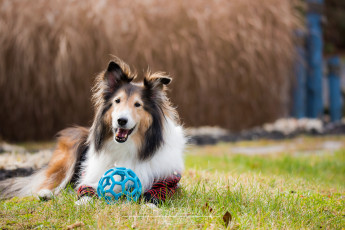 Картинка животные собаки мяч луг собака