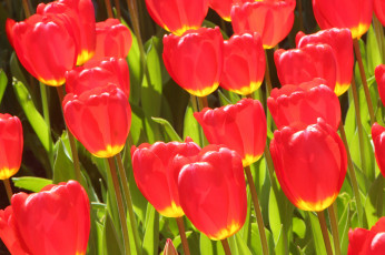 Картинка цветы тюльпаны тюльпан лепестки листья краски луг сад парк