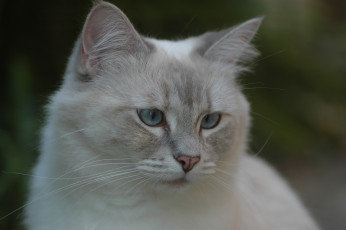 Картинка животные коты кошка мордочка взгляд рэгдолл