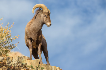 Картинка животные козы архар