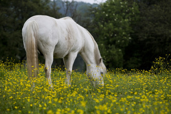 Картинка животные лошади цветы лето фон лошадь