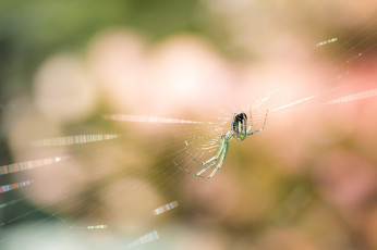 Картинка животные пауки паук макро паутина фон