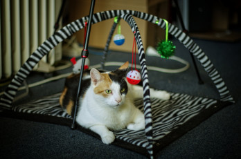Картинка животные коты игрушки взгляд мордочка кошка кот