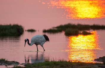 Картинка животные журавли закат птица журавль озеро берег