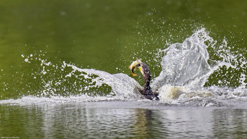 Картинка животные цапли +выпи брызги птица добыча рыба озеро