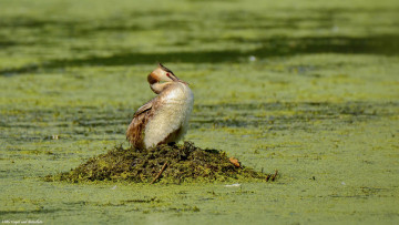 Картинка животные Чомги+ поганки птица озеро