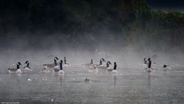 Картинка животные гуси дикие птицы озеро туман стая