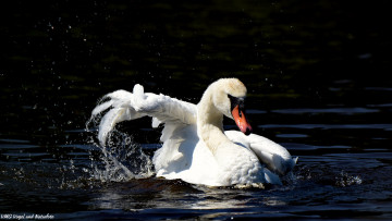 Картинка животные лебеди лебедь купается брызги капли вода озеро