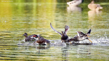 Картинка животные утки драка брызги озеро
