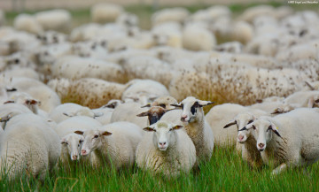 Картинка животные овцы +бараны стадо