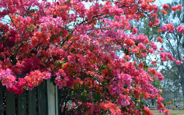 Картинка цветы бугенвиллея розовый