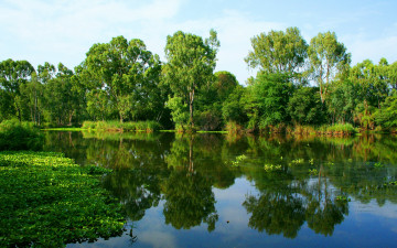 Картинка природа реки озера зелень деревья берег отражение вода река лето