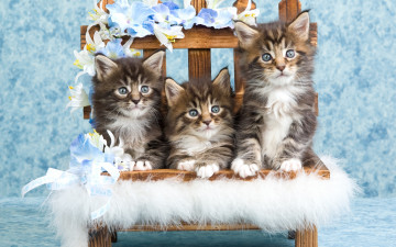 Картинка животные коты милые серые котята пушистые полосатые кошки голубой фон мех цветы ящик забор деревянный