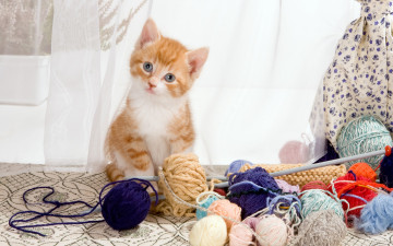 Картинка животные коты спицы цветная малыш наивный шторы окно пряжа котенок клубки рыжий