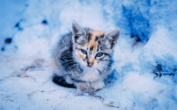 Картинка животные коты взгляд малыш котёнок