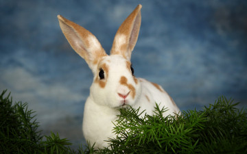 Картинка животные кролики +зайцы небо трава грызуны заяц кролик уши пятнистый белый сумерки
