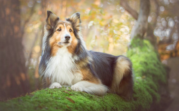 Картинка животные собаки дерево собака колли портрет мох
