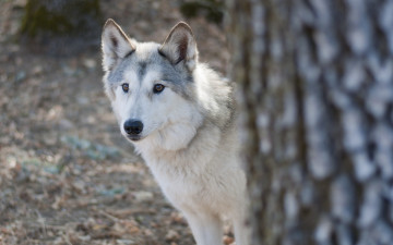 Картинка животные собаки взгляд гибрид волк собака
