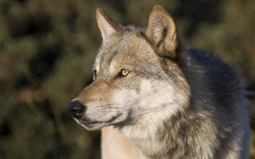 Картинка животные волки +койоты +шакалы взгляд хищник серый волк