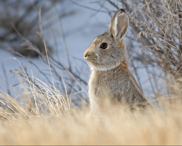 Обои картинки фото животные, кролики,  зайцы, мило, серый, небо, былинки, грызуны, заяц, кролик