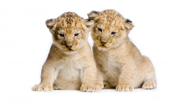 Обои картинки фото животные, львы, лев, львенок, львята, двое, два, пара, дикие, кошки, сидят, милые, белый, фон, фотосессия