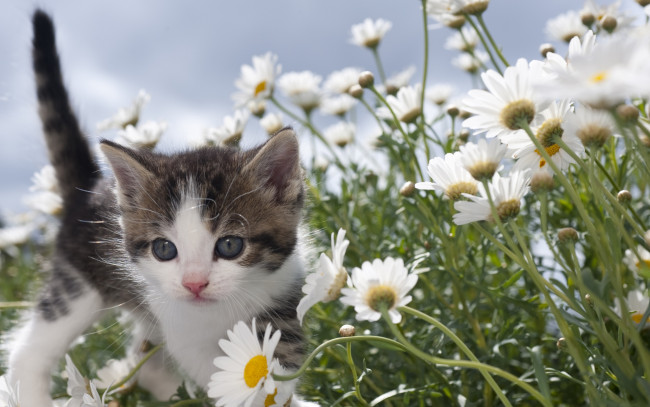 Обои картинки фото животные, коты, кошки, мило, ромашки, серый, котенок, лето, цветы