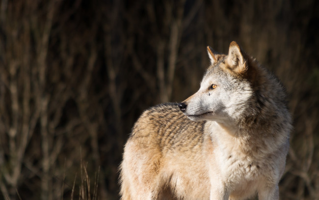 Обои картинки фото животные, волки,  койоты,  шакалы, волк, wolf, хищник, взгляд