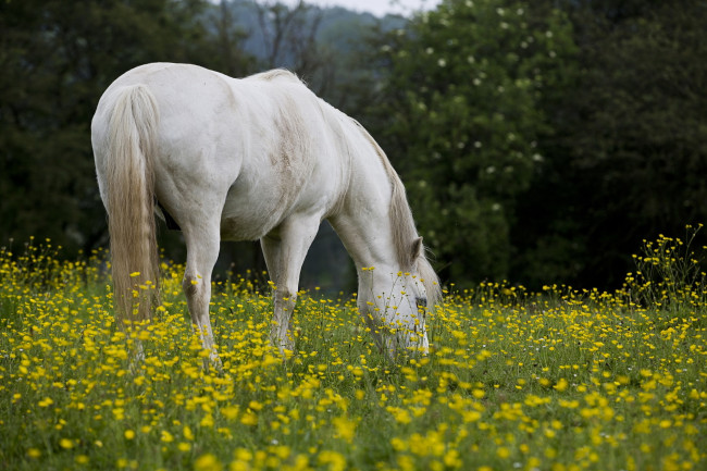 Обои картинки фото животные, лошади, цветы, лето, фон, лошадь